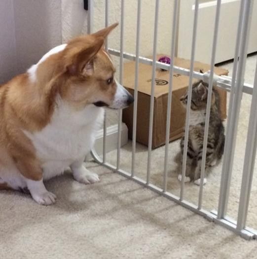 Спасенный котик растет вместе с корги и становится ее другом