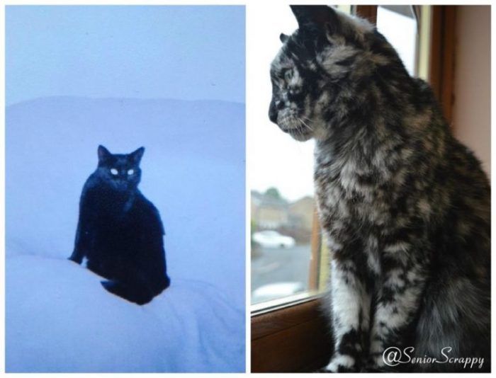 Кот до и сейчас