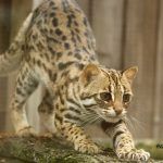 Азиатский леопардовый кот потягивается