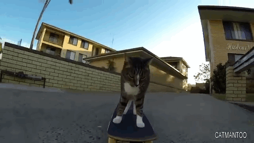 https://mrkot.com/wp-content/uploads/2019/11/cat-skateboard-6.gif