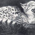 Туркестанский степной кот фото 1962 года