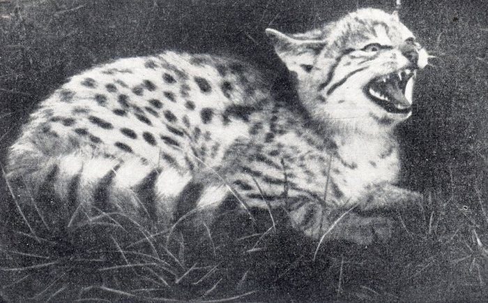 Туркестанский степной кот фото 1962 года