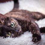 Черепаховая кошка на ковре
