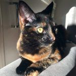 Кошка на солнышке