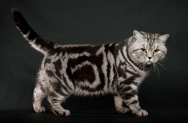 Фото британского кота мраморного окраса