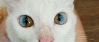 Котик с разноцветными глазами