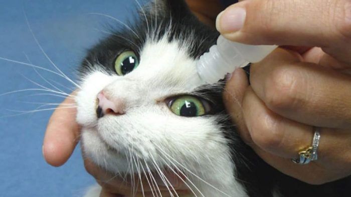 Коту лечат глаза