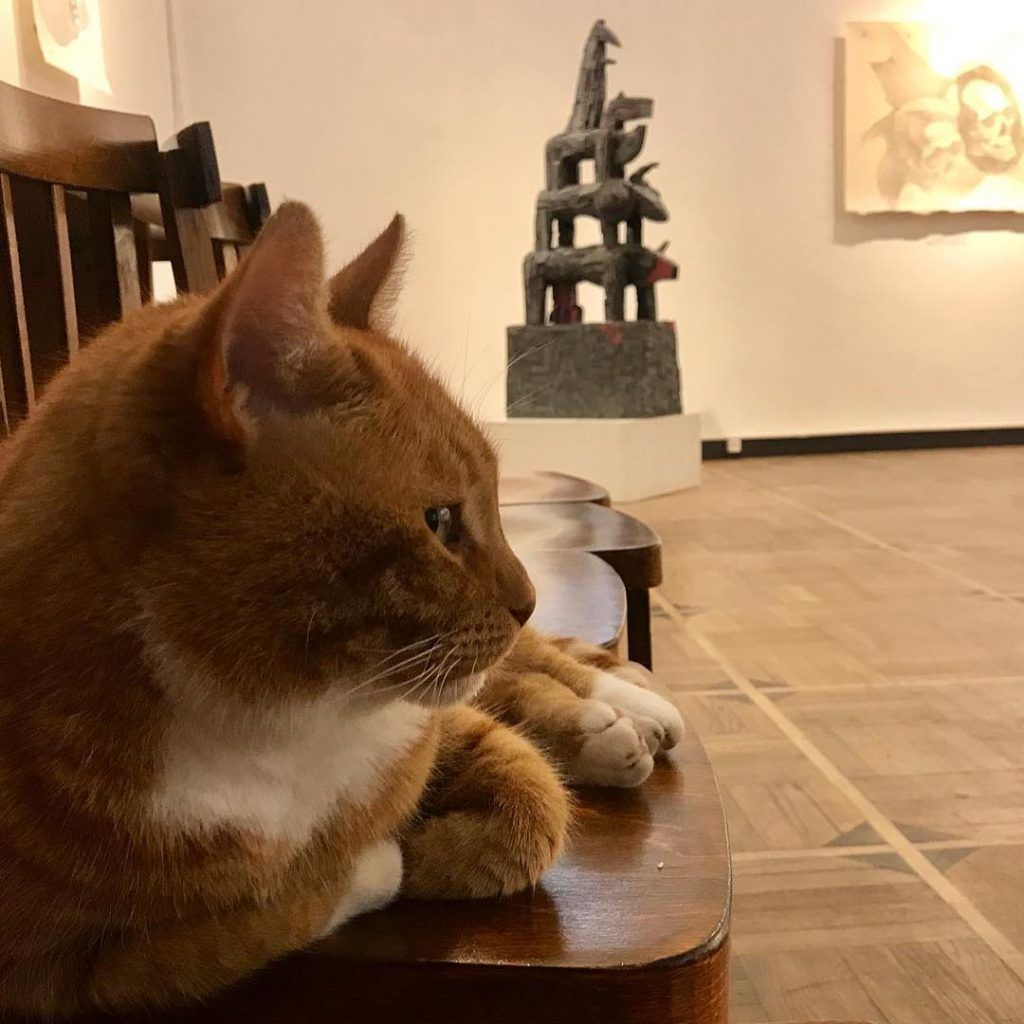 кот в музее