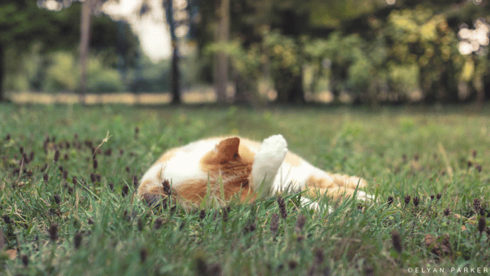 Кошечка в траве