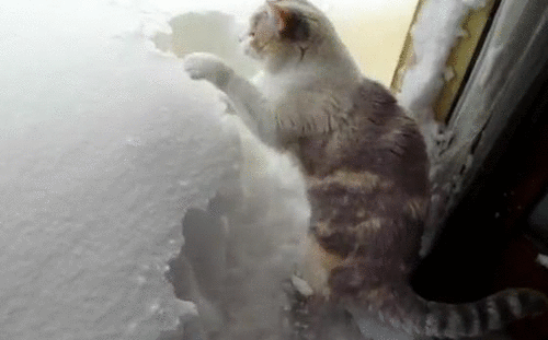 Котик разгребает снег