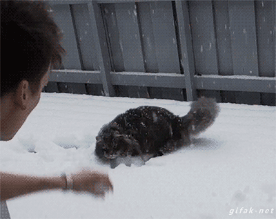 Котик играет в снежки