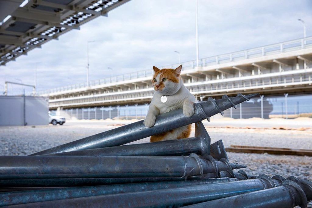 Котик мостик из крыма фото