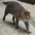 Суматранская кошка ходит по клетке