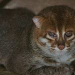 Рыжая Суматранская кошка
