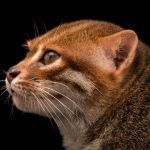 Суматранская кошка в профиль