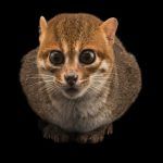 Огромные глаза у Суматранской кошки