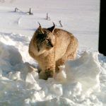 Восточносибирская рысь в снегу