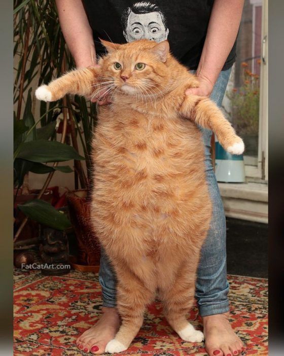 Толстый котик