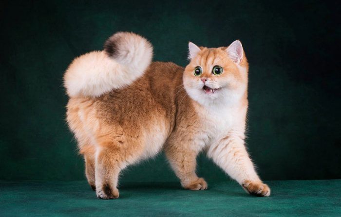 Фото порода кошек золотая шиншилла thumbnail