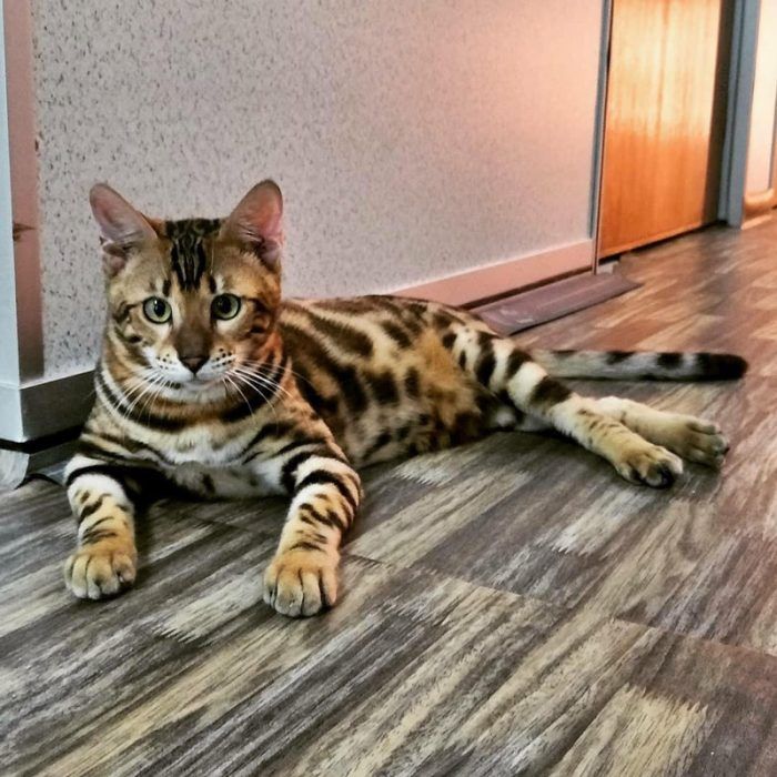 Rosetted Bengal