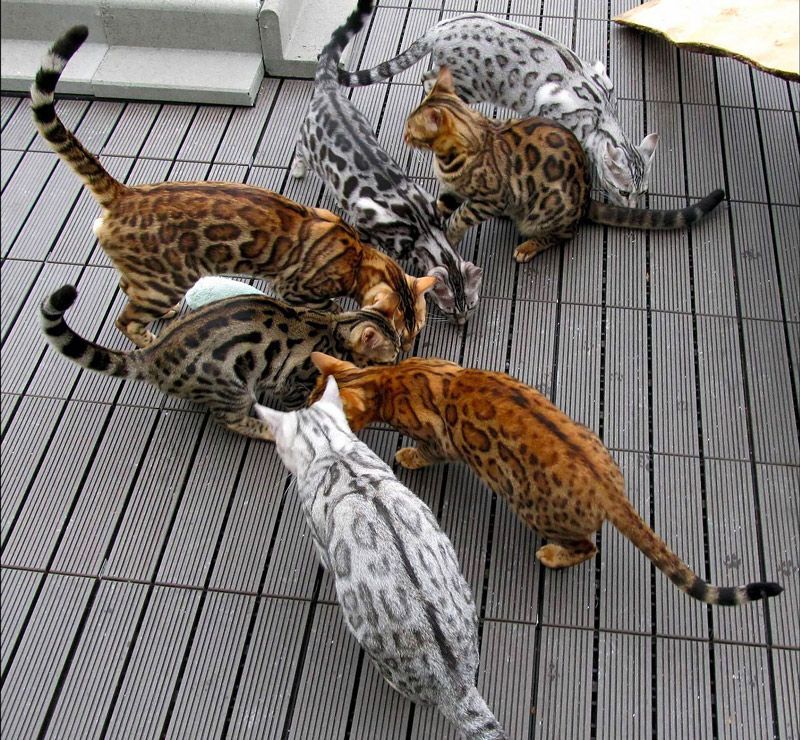 Окрасы бенгапьских кошек: 80+ фото и названия, шоколад, мрамор