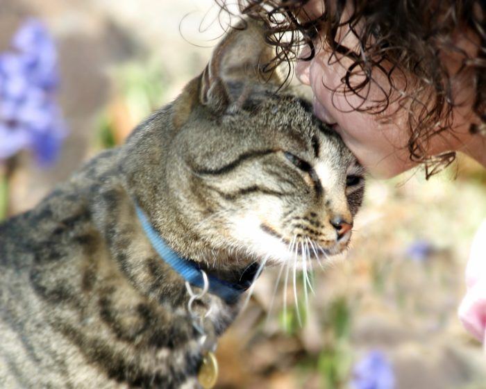 Любовь котиков и человека