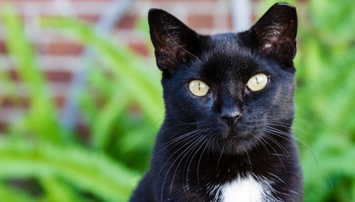 Черный кот с белым пятном