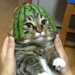 Котик в арбузе