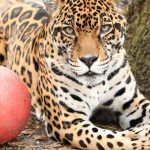 Ягуар и его мяч