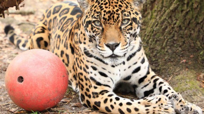 Ягуар и его мяч