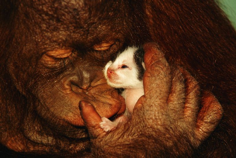 обезьяны и коты. обезьяна и кот. обезьяна и кот. обезьяна и кот. обезьяны с другими животными.