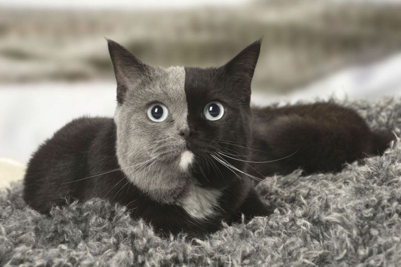 Окрасы британских кошек: 74 фото с названиями, серые, полосатые
