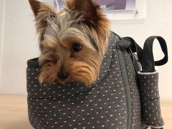 Собака в сумке
