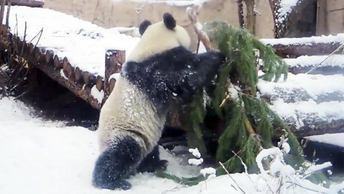 Панда с елкой