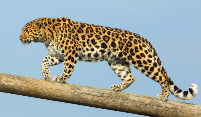 Леопард идет по дереву