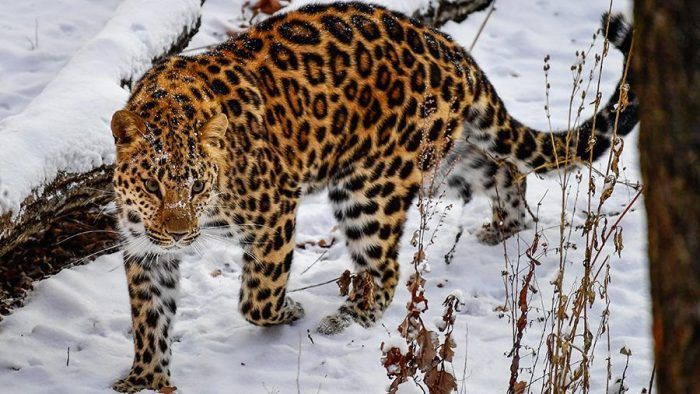 Дальневосточный леопард зимой