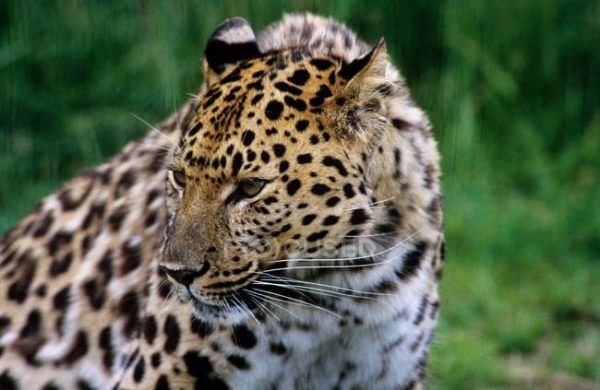 Взрослый амурский леопард