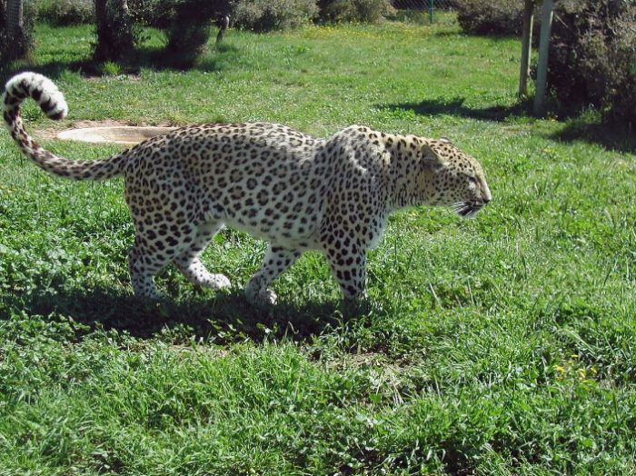 Персидский леопард