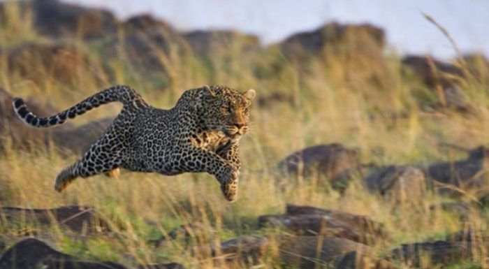 Прыжок Леопарда