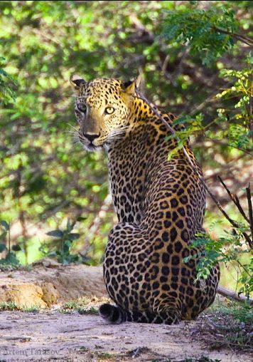 Цейлонский Леопард