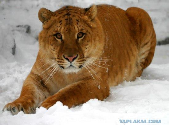 Красавец tiguar