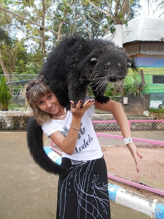 Медведь в тайланде