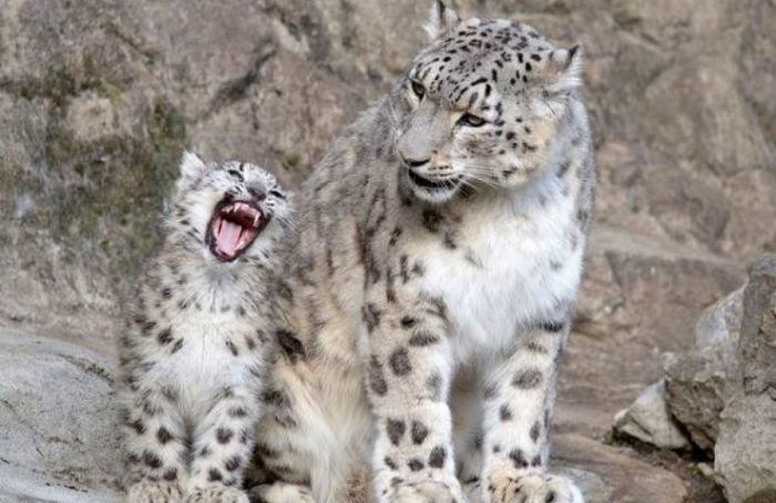 Котенок зевает и мама