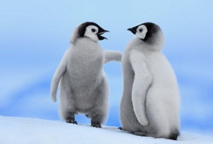 Милые императорские пингвинята