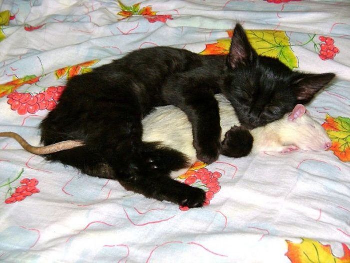 Котик и крысенок