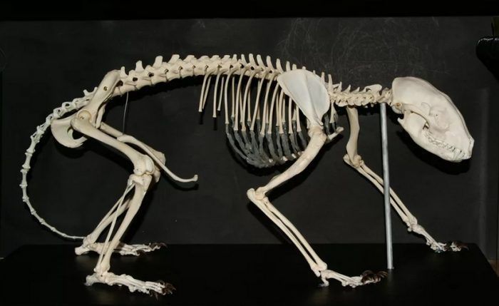 Скелет енота