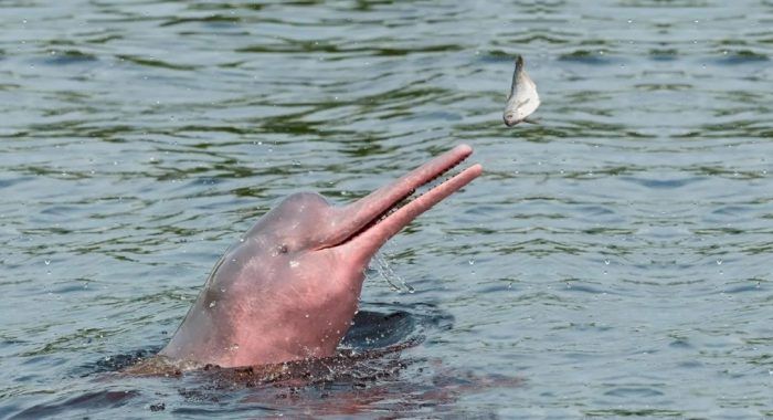 Дельфин охотится