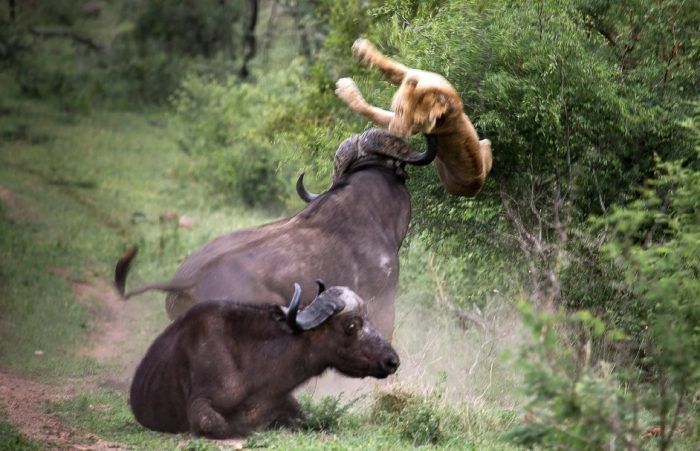 Лев и буйвол
