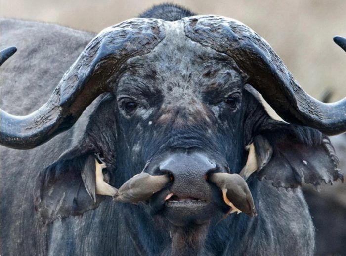 Странное фото буйвола