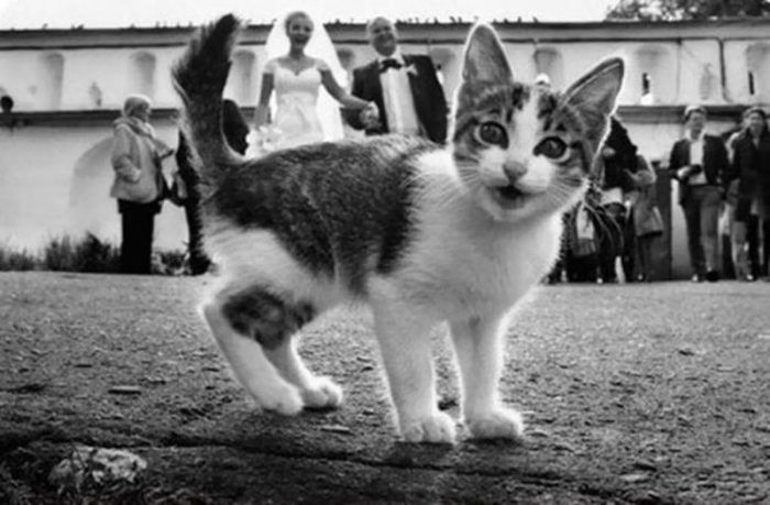 Кошечка и свадьба